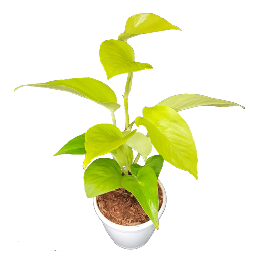 Money plant golden, Epipremnum aureum Neon