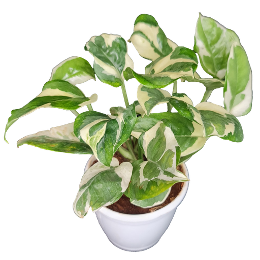  सिंडैप्सस एन'जॉय, एपिप्रेमनम औरेयम 'एन'जॉय'