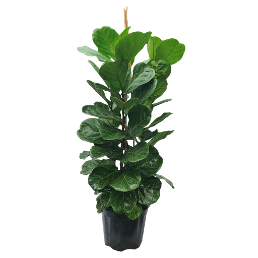 Fiddle leaf fig, Ficus lyrata