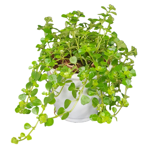 बेबीज टियर्स, हेलक्साइन सोलेरोली