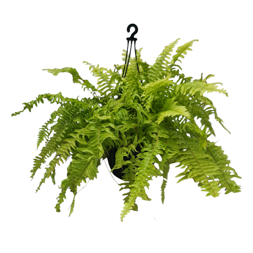 Golden fern, Nephrolepis dentata aurea