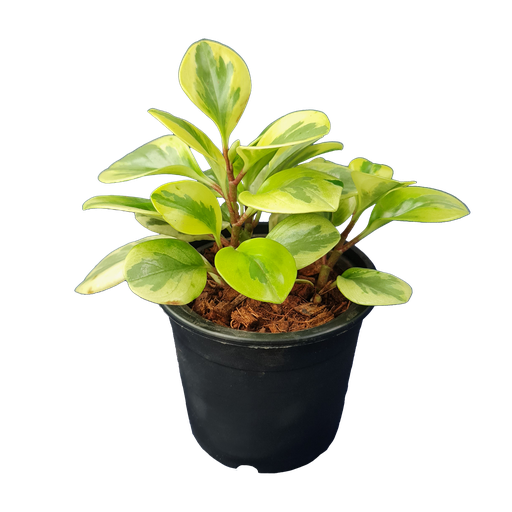 Baby rubber plant, Peperomia obtusifolia variegated