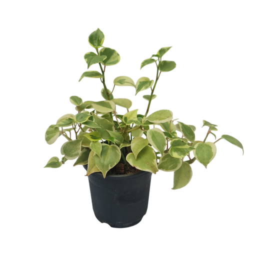 Peperomia scandens variegata