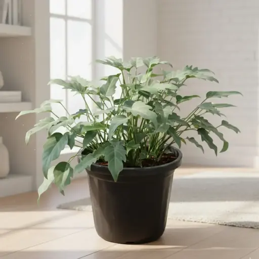 Philedendron xanadu green