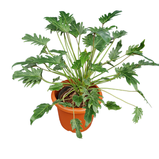 Philedendron xanadu green