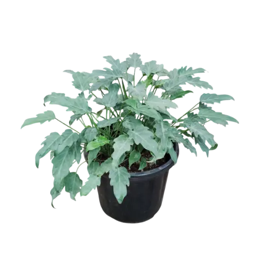 Philedendron xanadu green