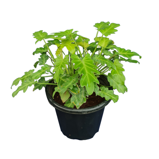 Philedendron xanadu golden