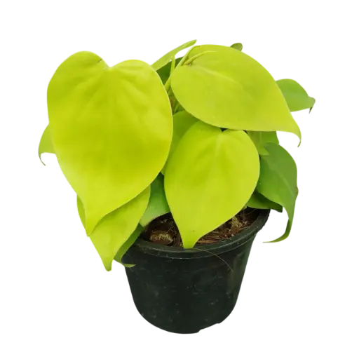 Oxy gold, Philodendron scandens aureum