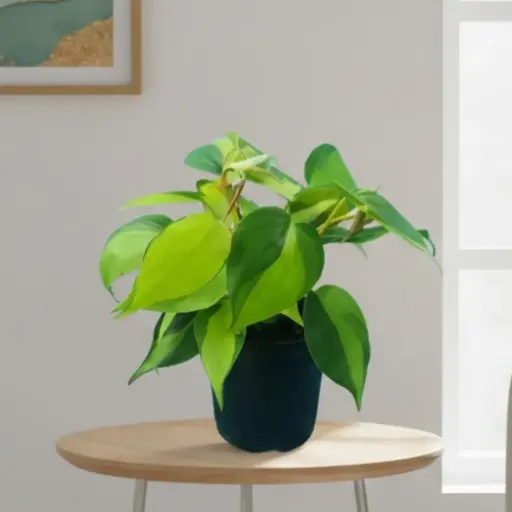 Philodendron Brazil, Philodendron scandens variegata