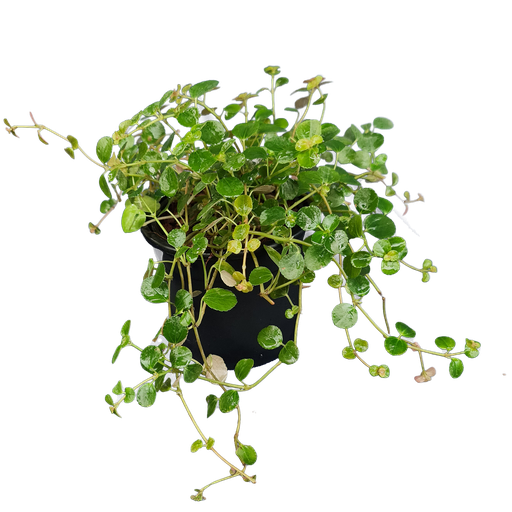 पाइलिया ग्लॉसी, पाइलिया एस्प्रेसो