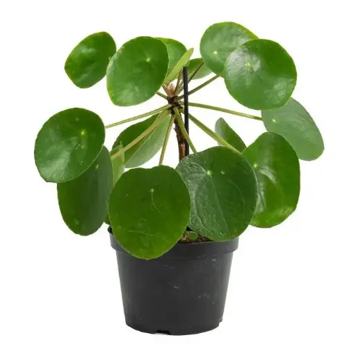 Chinese money plant, Pilea pepromiodes
