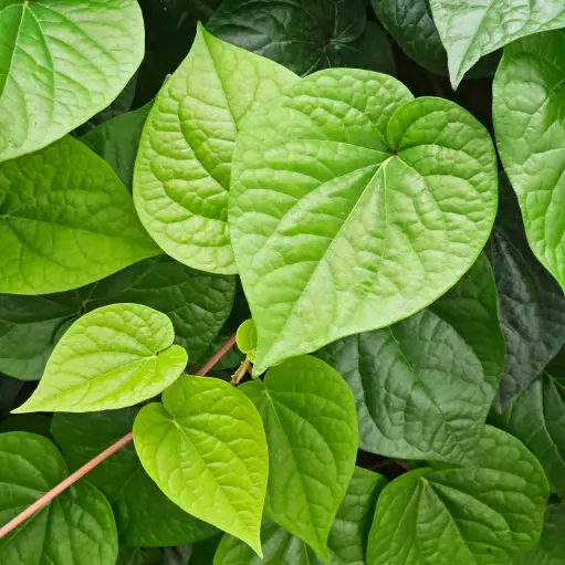 Kolkata paan, Piper betel