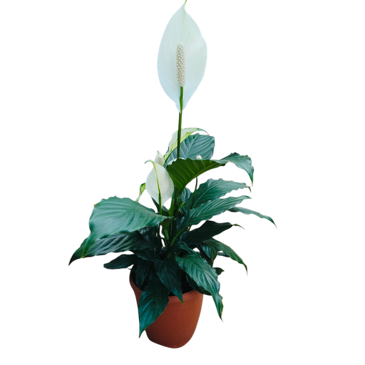 Peace Lily, Spathiphyllum wallisii petite