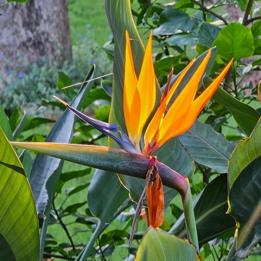 Orange Bird of Paradise, Strelitzia reginae 
