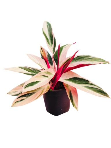 [PLFP STSG PT 0015 2.2L H010] Prayer plant, Stromanthe sanguinea