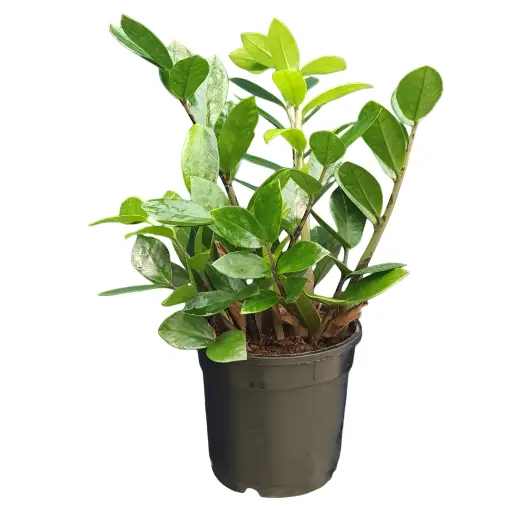 Green zamia, ZZ plants, Zamioculcas zamiifolia green