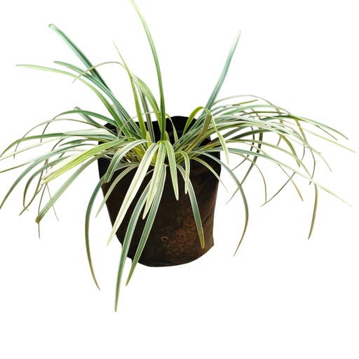 Ribbon grass, Ophiopogon jaburan 'Vittatus'