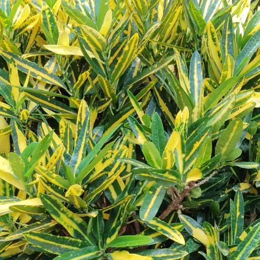 Croton, Codianeum variegatum gold dust