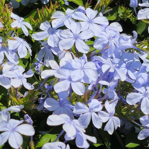 [PLWS PLAU BG 1010 3.9L H030] Chitrak, Cape leadwort, Plumbago auriculata