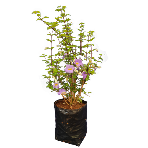 [PLWS THER BG 1010 3.9L H030] Meyenia erecta, Thunbergia erecta