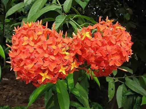 [PLWS IXCN BG 1010 3.9L H030] Ixora Singapore, Ixora congesta