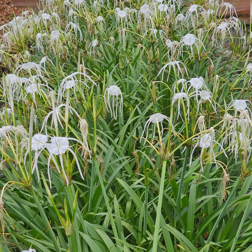 [PLLL HYNC BG 1012 5.6L H020] Narrow spider lily, Hymenocallis narcissiflora