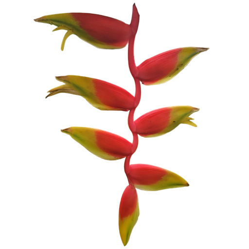 Hanging lobster claw, Heliconia rostrata 
