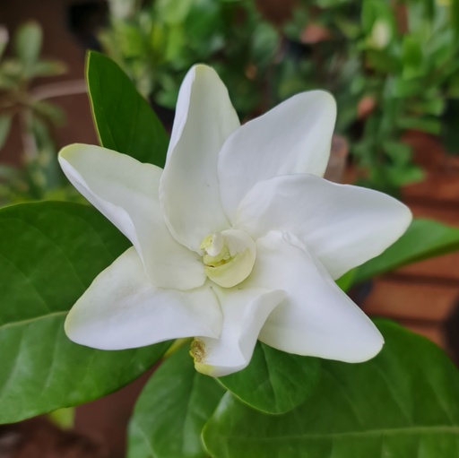 Ananta, Gardenia jasminoides ‘Radicans’