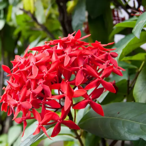 [PLWS IXRD BG 1010 3.9L H030] Ixora duffi red
