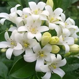 Kamini, Murraya paniculata