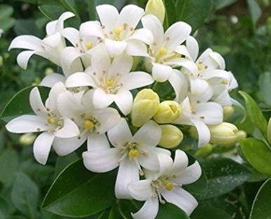 Kamini, Murraya paniculata