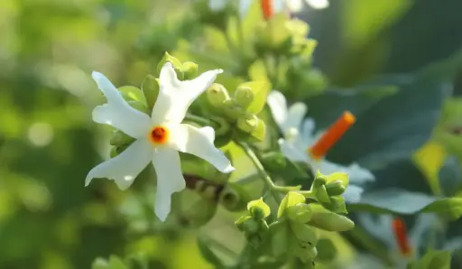 Parijatak, Nyctanthes arbortristis