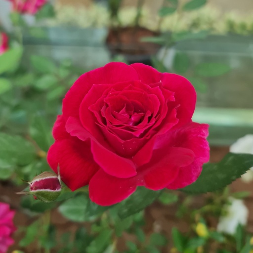 [PLRO ROVL PT 0025 10.3L H030] Rose valentine