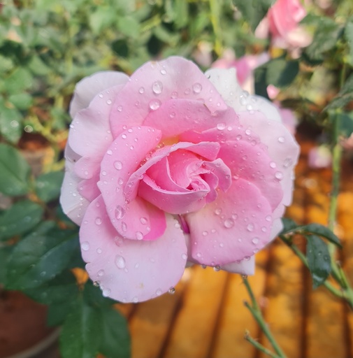 Rose Sudhanshu