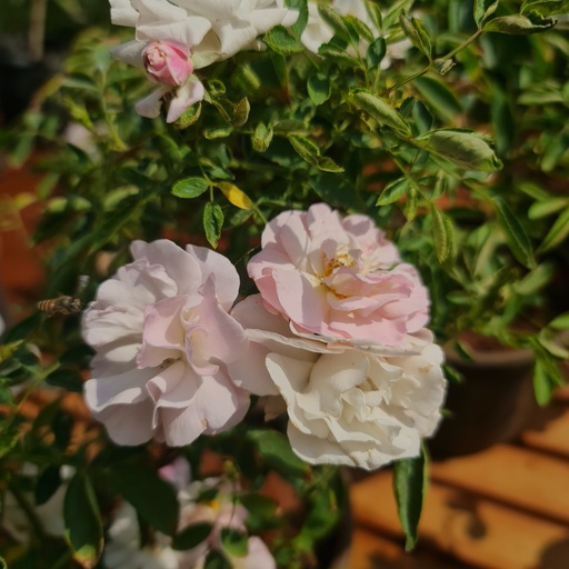 Rose floribunda ahilya