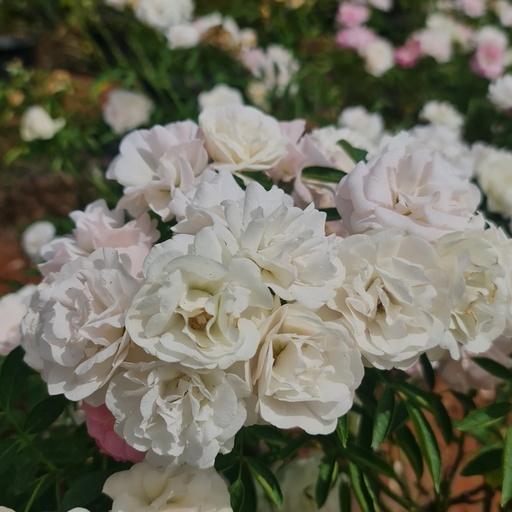 Rose floribunda summer snow