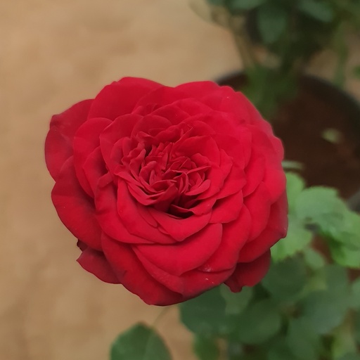 Rose 'Kardinal 84'