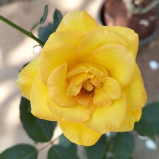 Rose 'Gold medal'