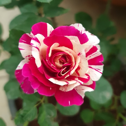 [PLRO ROSC PT 0025 10.3L H030] Rose 'Scentimental'