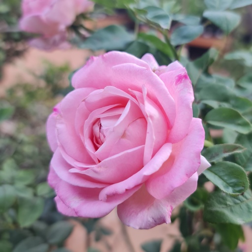 Rose 'Paradise'