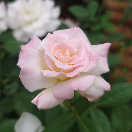 [PLRO ROAZ PT 0025 10.3L H030] Rose 'Charles Aznavour'