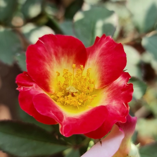 [PLRO RORI PT 0025 10.3L H030] Rose 'Richa '