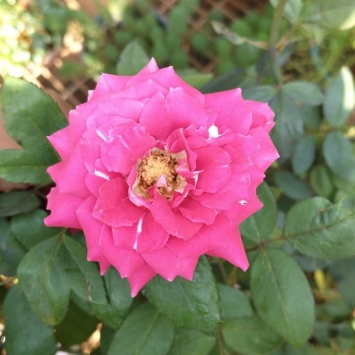 Rose Love 