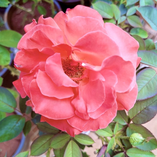 Rose 'Cary Grant'