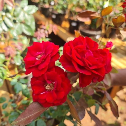 Rose 'Europeana'