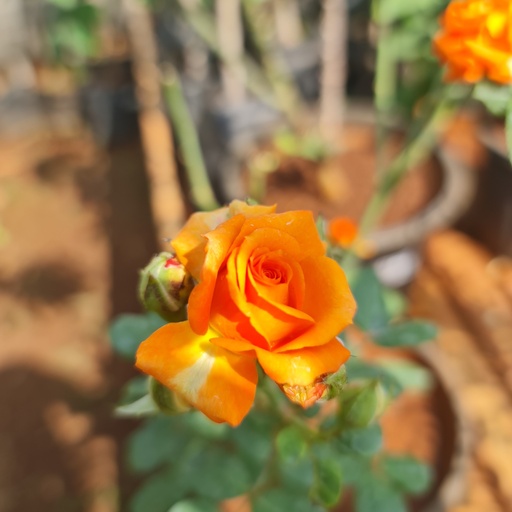 Rose 'Heartbeat'