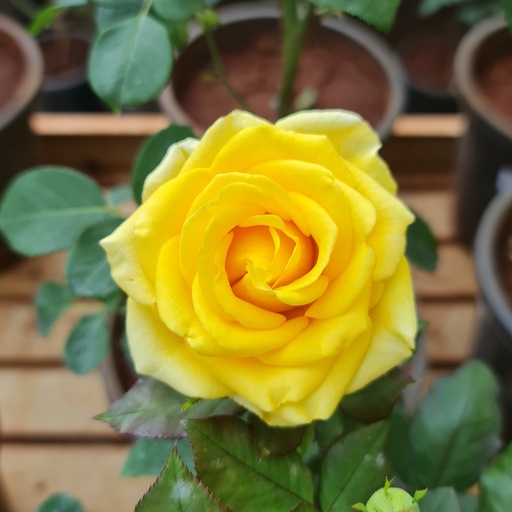 Rose 'Solari yellow'