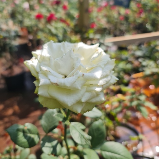 Rose White Success