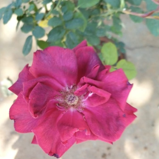 Rose 'Crimson Glory'
