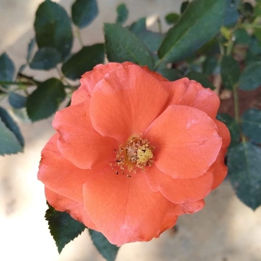 Rose 'Folklore'
